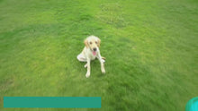 Cargar y reproducir el video en el visor de la galería, Botella multifuncional para mascotas

