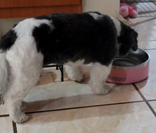 Cargar imagen en el visor de la galería, Taza para mascota de acero inoxidable
